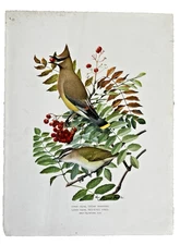 Antique 1901  Art Print Lithograph Louis Agassiz Fuertes "Cedar Waxwing" Bird
