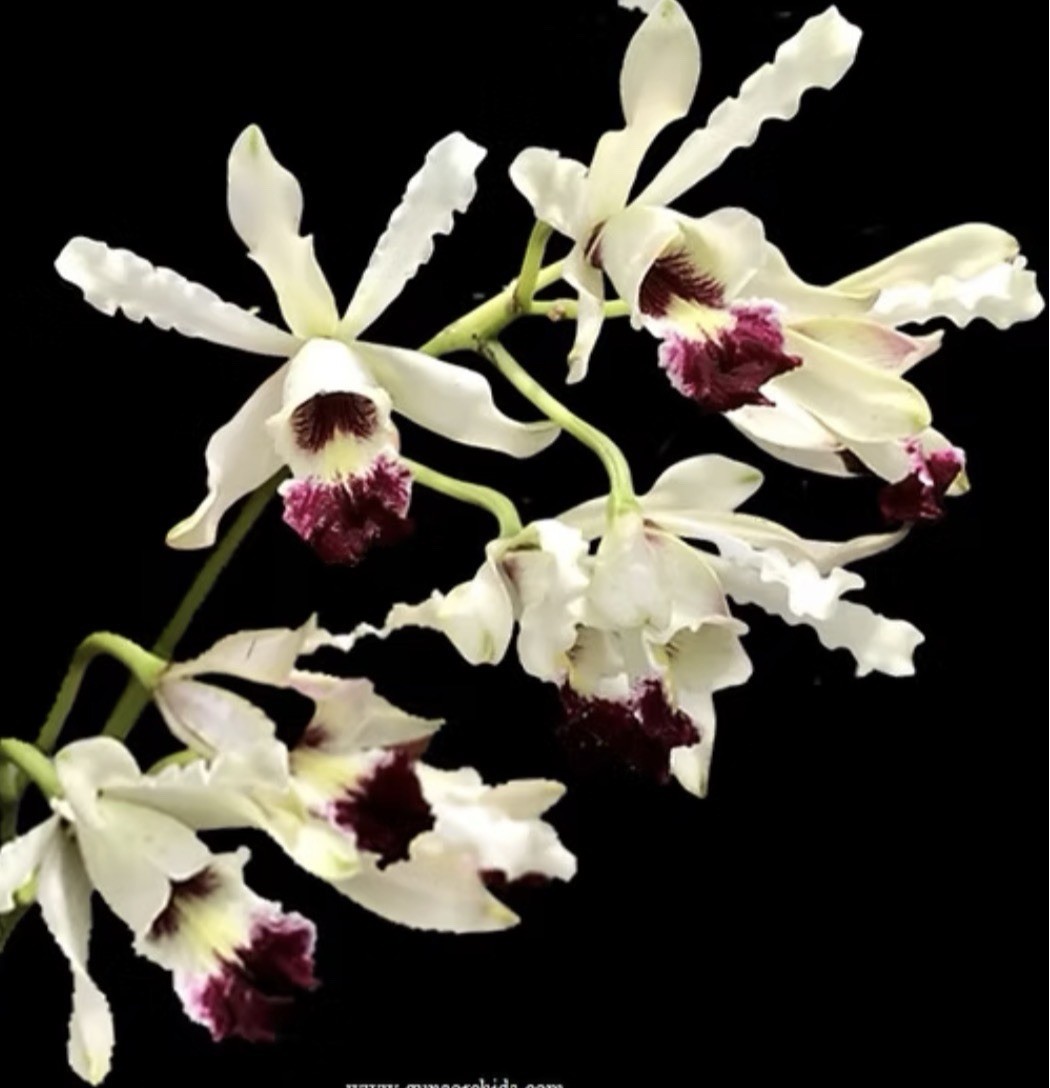 Myrmecophila albopurpurea – Mounted Seedling – EJ Tech