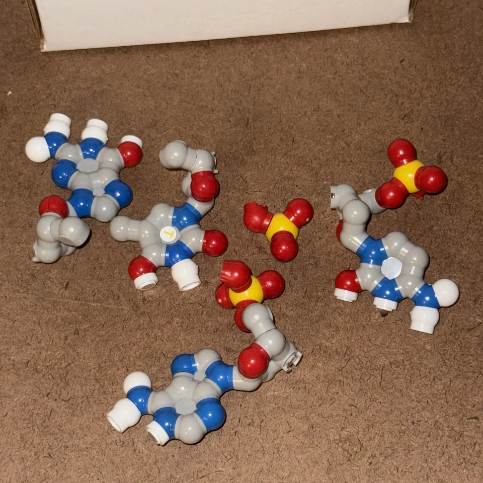 3D Molecular Designs The DNA Discovery Kit - 2 Pares Base Modelo Molécula Ciencia - Imagen 3 de 4