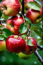 Digital Image Photo Wallpaper Background Desktop Art Apple Bunch! Only 0.99 Cent