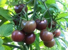TOMATE BLACK CHERRY 50 graines tomate CERISE cocktail NOIRE BIO JARDIN Bretagne