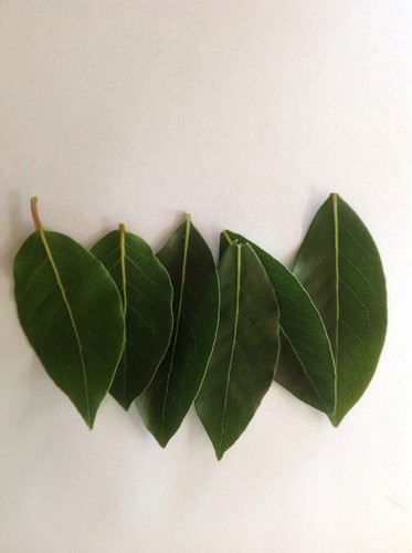 Bay leaves x 50 Fresh, Organic. Home Grown. Picked to Order. Same Day Dispatch - Picture 2 of 3