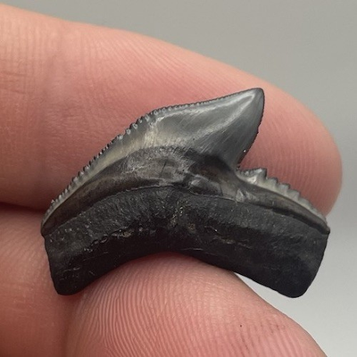 #ad Gem Quality Tiger Shark Tooth Fossil Peace River Florida $29.99