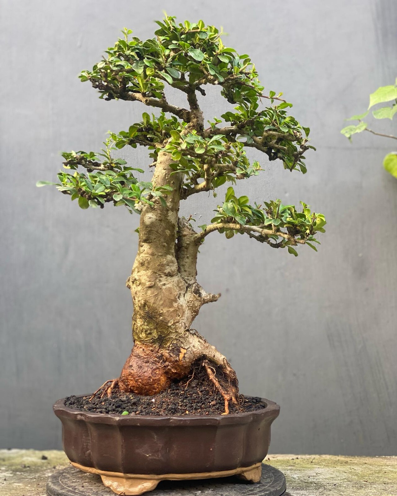 Bonsai Hokiantea Árbol Perfecto | Carmona Retusa | Árbol Único | (Imagen Real)