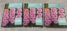 Lot Of 3 Packs of Holland Pink Supreme Gladiolus Bulbs 3 bulbs each 