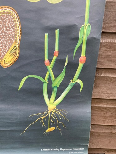 VINTAGE BOTANICAL SCHOOL PULL DOWN CHART OF A RYE PLANT - Foto 14 di 14