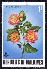 MALDIVES used 6/6