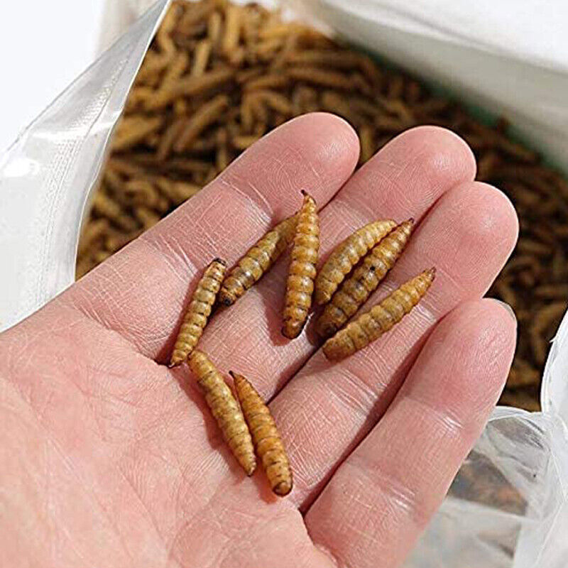 Lot Bulk Dried BSF Mealworms for Wild Birds Food Chickens Hen Fish Treats Food 