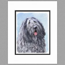 Bergamasco Sheepdog Dog Original Art Print 8x10 Matted to 11x14
