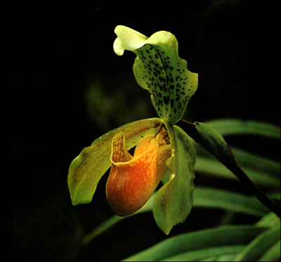 1975 Vintage Print Orchid Flower Paphiopedilum Unique Blossom Assam India |  eBay