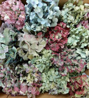 40+ Box Dried Hydrangea Flowers Pieces Lt Blue, Purple, Green + Cream DIY Crafts