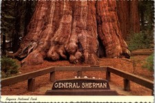 Sequoia National Park California General Sherman Tree Continental Postcard A470