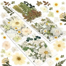 Dried Flowers, 100Pcs Pressed Flowers for Craft Whtie Real Natural Dried Flow...
