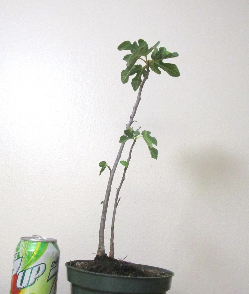 Dwarf Black Fig for unique mame shohin bonsai tree - Image 2 of 3