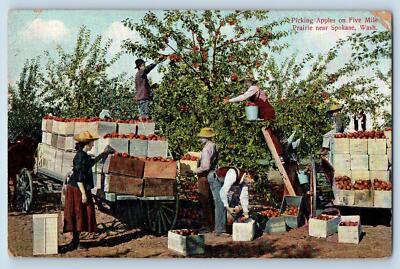 Spokane Washington WA Postcard Picking Apples On Five Mile Prairie 1909 Antique