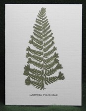 MisterBcards 12 Antique Fern Notelets (75x105mm) with White C7 Envelopes
