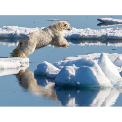 Weith männlicher Eisbär Jagd Robbe Spitzbergen Eis Leinwand Wandbild Kunstdruck Poster