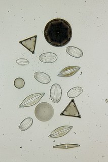 Antique microscope slide by John Barnett. "Selected Diatoms from Santa Martha".