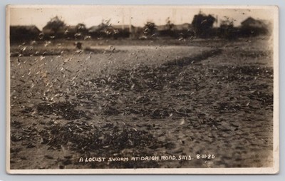 RPPC Heuschreckenschwarm Drigh Road Sind 1926 Insektenpest