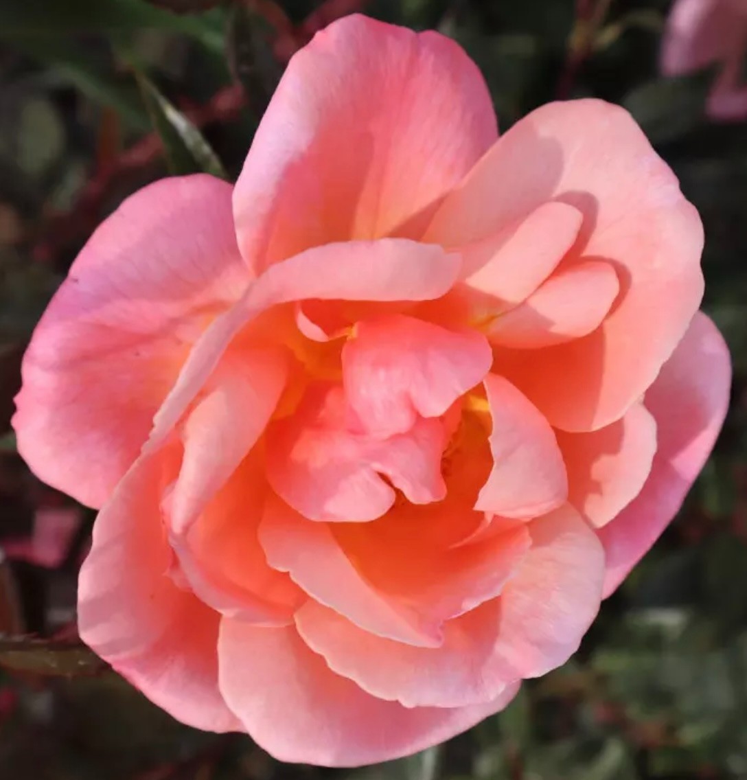 'Blessings’ – 4L Potted Rose – Salmon Pink Blooms - Lovely Gift Idea ...