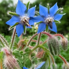 50 UK Borage Kitchen Herb Seeds for Planting & Growing