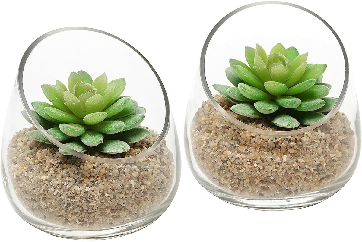 buddha temple succulent Shop 'Crassula Buddha's Temple for Sale' Care and Growing Guide main image 1