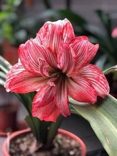 Pretty Imported Double Amaryllis Lily Strip Red Flower Bulb Pack Of 3 Bulb