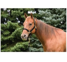 Weaver Horse Halter Teal 1 Average Horse 800-1100 NEW FREE SHIPPING