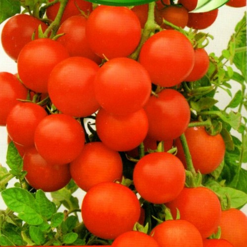 Tomatensamen F1 alte Sorten samenfest russische Gemüse Tomaten Samen