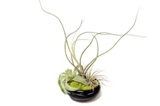 Fully Assembled Tillandsia Air Plant Dish Garden in Black Glazed Container