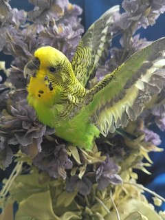 Authentic green 6" x 6" stunning Japanese green parakeet taxidermy