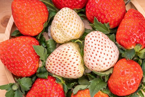 100 WHITE SOUL STRAWBERRY Fragaria Vesca Fruit Flower Berry Seeds *Comb S/H - Picture 14 of 15