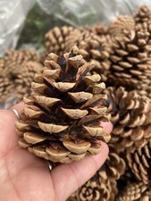 30 Pieces Pine Cones 5-7cm Art Floral Craft Wedding Christmas Decor ,Craft
