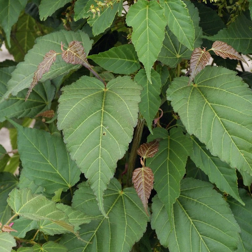 Acer davidii 'Viper' Tree | Snake Bark Maple Tree | Ornamental Tree | 5-6ft - Image 2 of 4