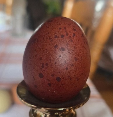 NPIP/AI CLEAN 12+ PURE BCM Hatching Eggs   ULTRA DARK HEAVY SPECKLED 