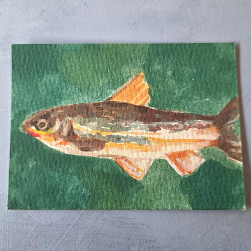 ACEO original fish gouache painting 6/80 animal crossing dace ajacks_art
