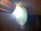NEW*RARE*GORGEOUS NATURAL GRADE A CARVED SCENERY JADEITE PENDANT稀有天然翡翠吊坠GOLDS925 — photo 4