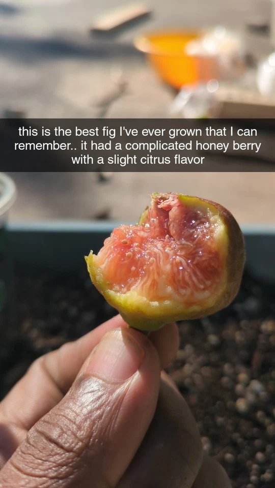 Brown Turkey Fig - (3) Organic, Fully Lignified 6-10 inch cuttings with 3 nodes  - Image 4 of 4