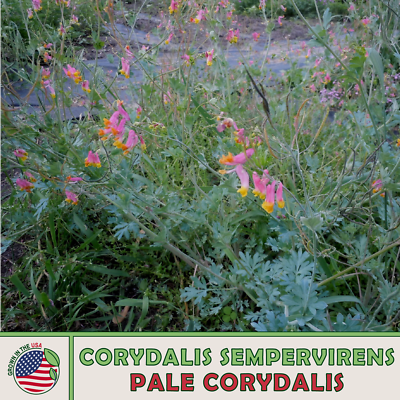 #ad 100 Pale Corydalis Seeds Corydalis sempervirens Rock Harlequin Native Flower $4.95
