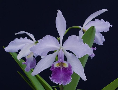 Cattleya warscewiczii var. coerulea 'Tudo Azul x Deep Blue'