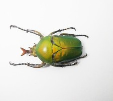 Eudicella for collectors | rare Cetoniidae