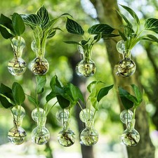 DNIENKGE Window Propagation Stations Bulb Vase Suckion Cups Hooks Easy Install W