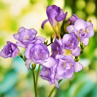 #ad Easy to Grow Freesia Double Blue 15 Plant Bulbs Fragrant Spring Flowers $13.96