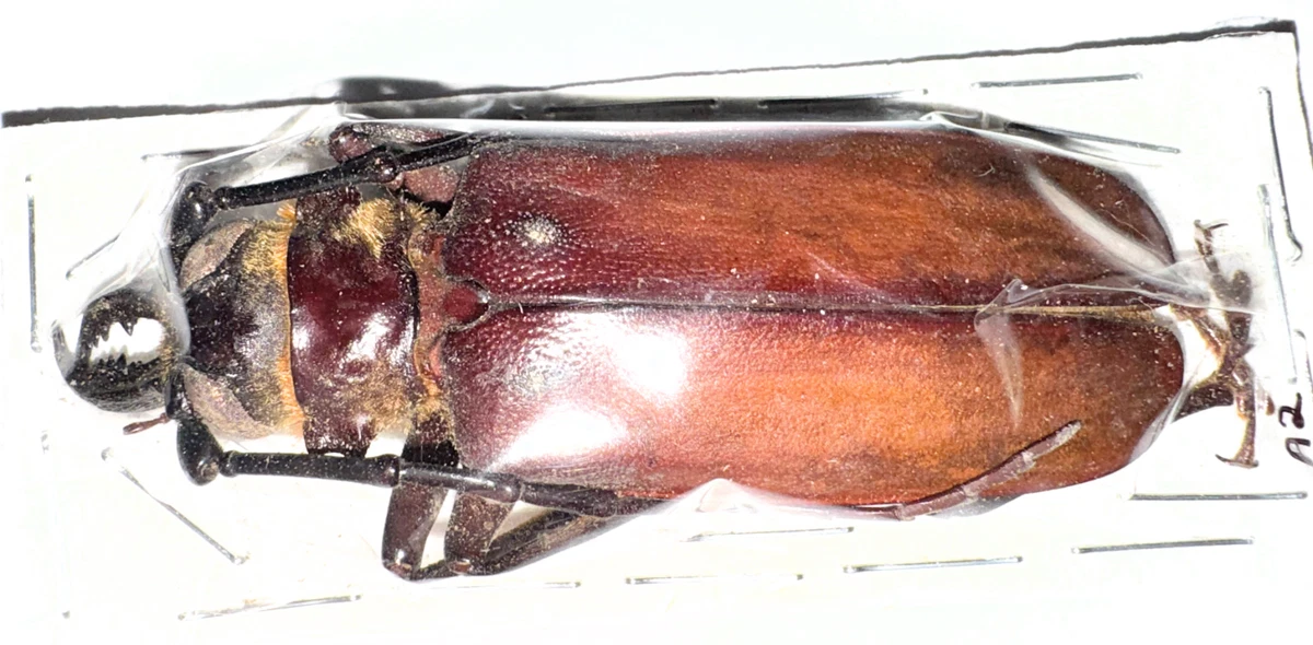 Cerambycidae Beetle for sale | eBay