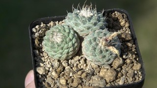 Kaktus Kakteen: Strombocactus disciformis MZ 487; 2x2 5 cm 2 8cm WE own roots