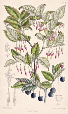 Vaccinium Erythrocarpum Appalachian Mountains botany lithograph Curtis 7413
