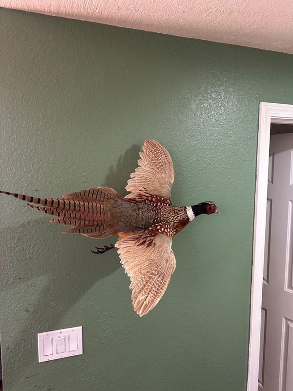 Pheasant Mount Flying To The Right Mounted on Log Slab