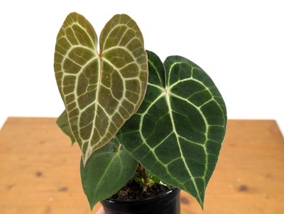 Rare Anthurium Clarinervium Houseplant in 4-inch Pot - Exotic Aroid with Unique