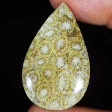 100% Natural Fossil Coral Pear Cabochon Loose Gemstone 32.60 Ct 23x38x4 mm ER359