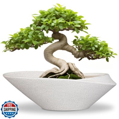 EPFamily Bonsai Tree Pot - 12 Inch Ceramic Planter with Drainage 